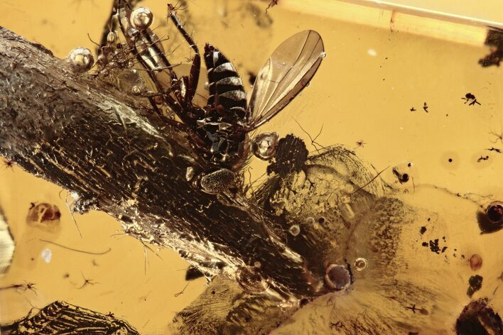 Detailed Fossil Fly (Dolichopodidae) and Leaf in Baltic Amber #272158